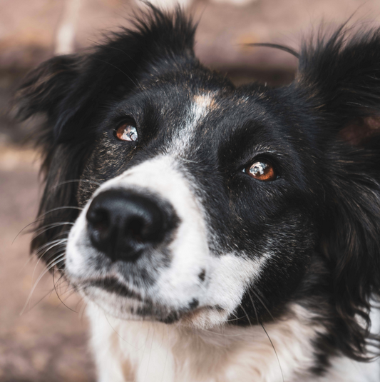 Biothane ou cuir : quel collier choisir pour votre chien ?