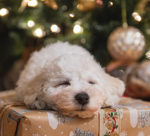 Les meilleures idées de cadeaux pour chiens en décembre : offrez un Noël inoubliable à votre compagnon