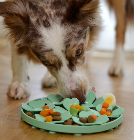 Comment choisir la nourriture idéale pour votre chien ?