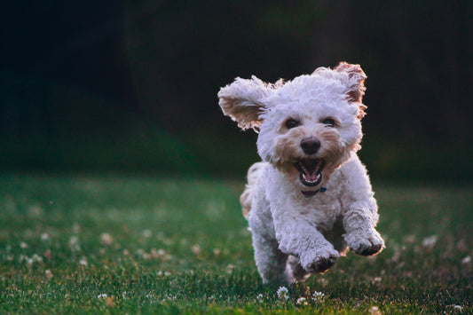 chien mignon qui court et est heureux