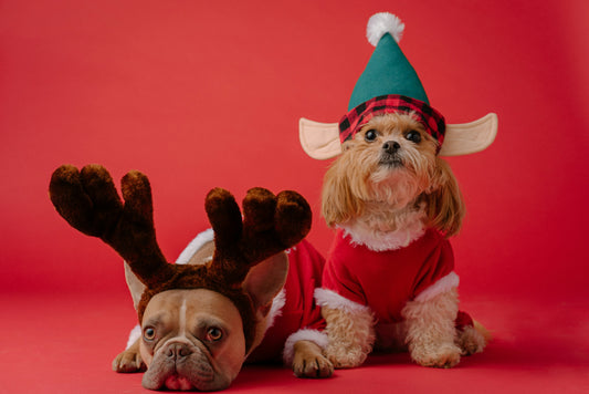 Les Meilleurs Cadeaux de Noël pour vos Animaux : Offrez-leur un Hiver Douillet et Magique